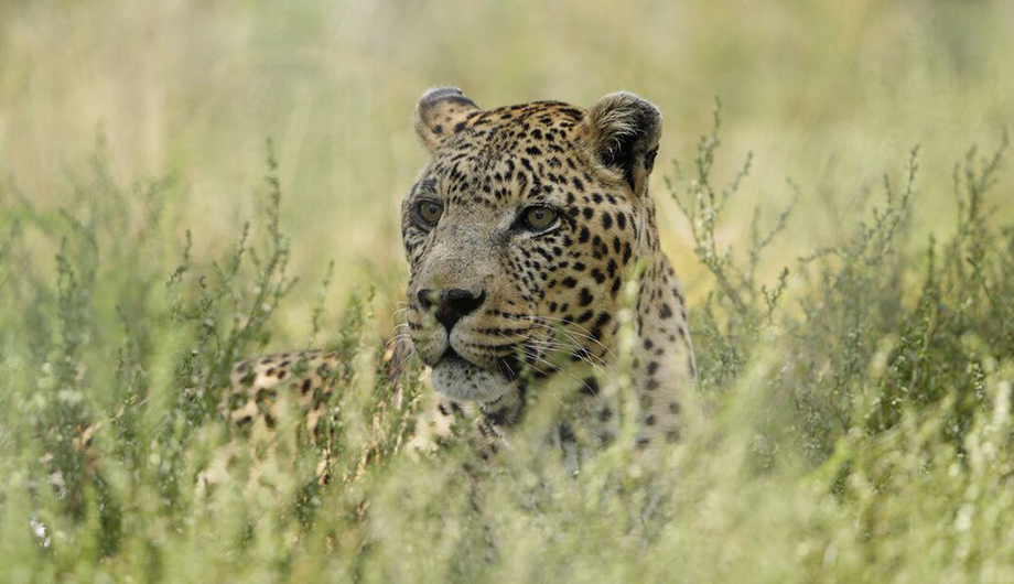 A leopard peeping through the long grass