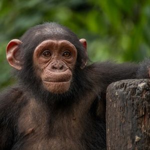 A young chimpanzee stood with one arm leaning on a wooden post