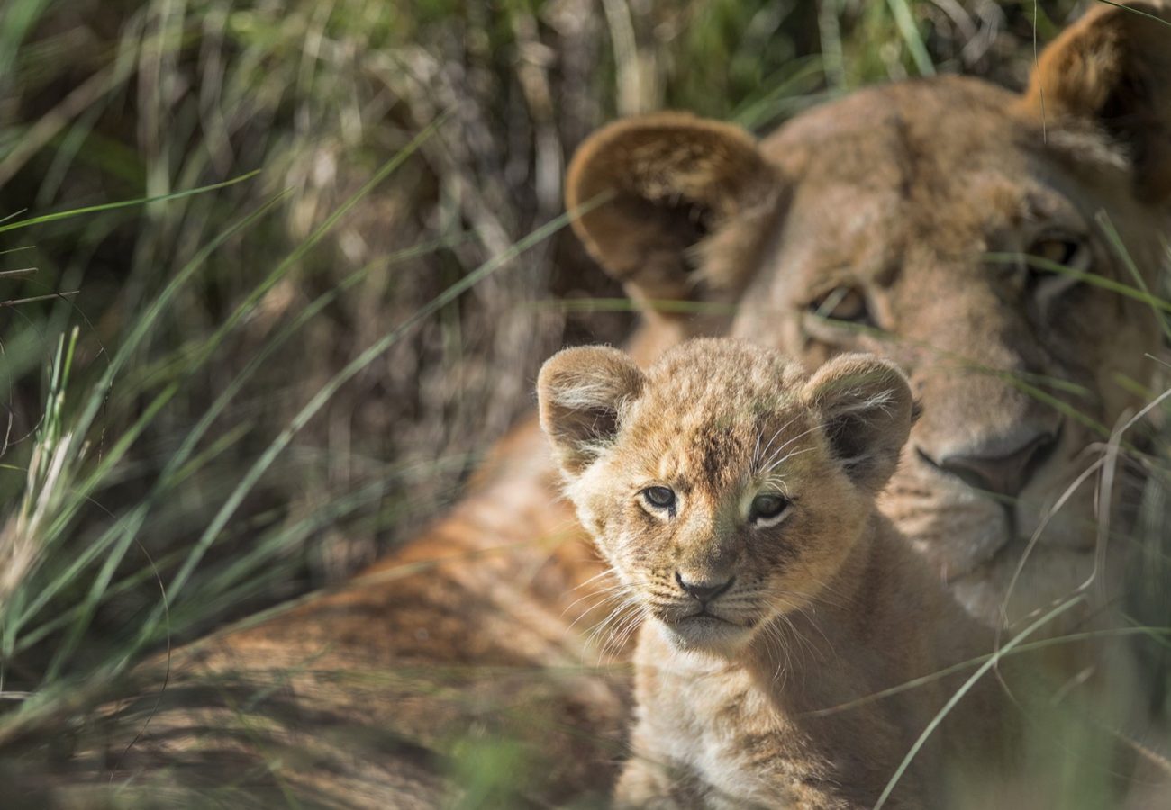 A lioness snuggling with her cub