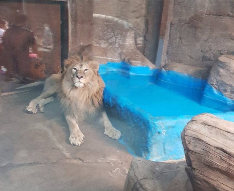 A lion sits next to a very small artificial pool in a zoo enclosure