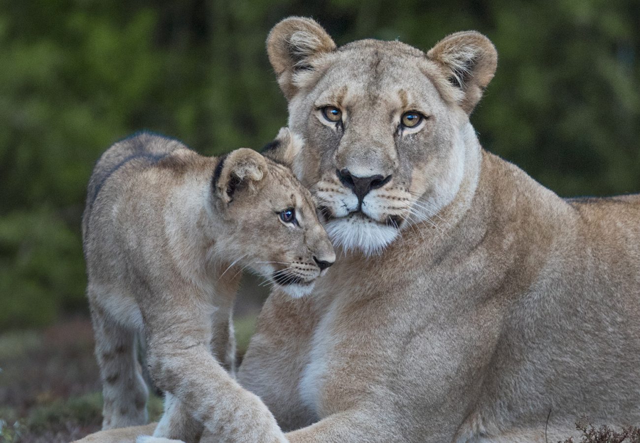 A lion cub rubs its head against the face of an adult female lion lying on the ground