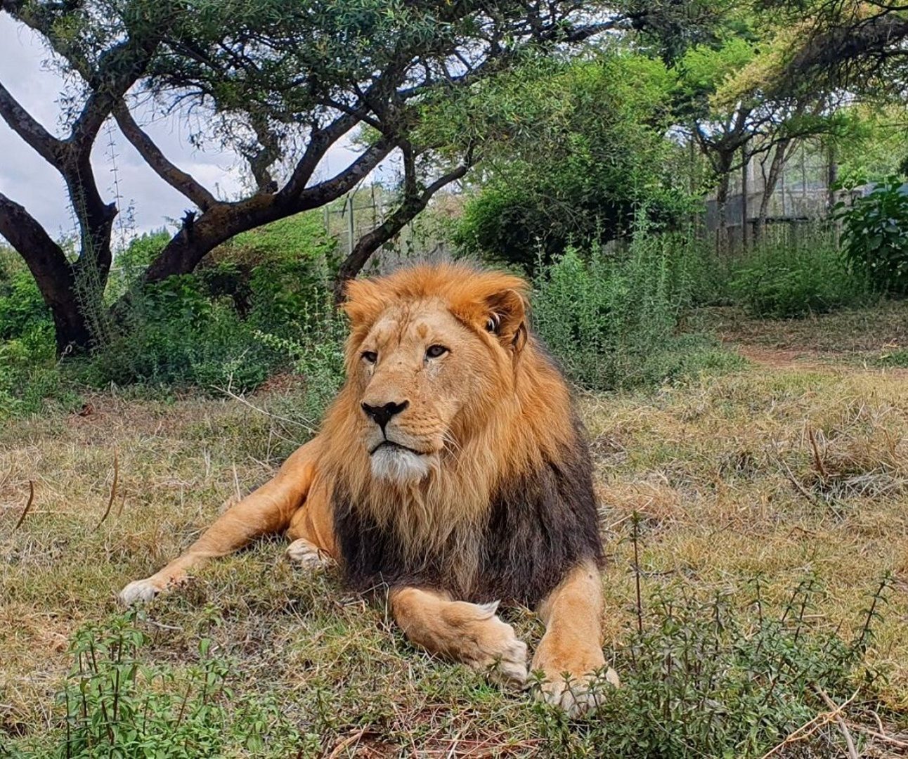 A beautiful male lion lying in long grass