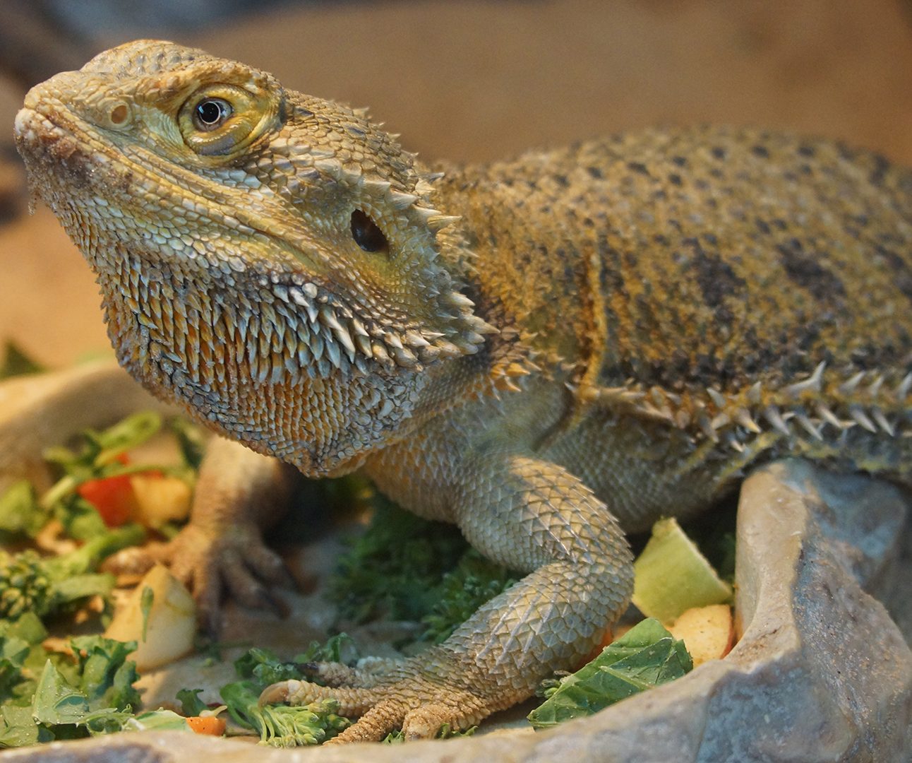 Close up of a bearded dragon sitting on a dish filled with food