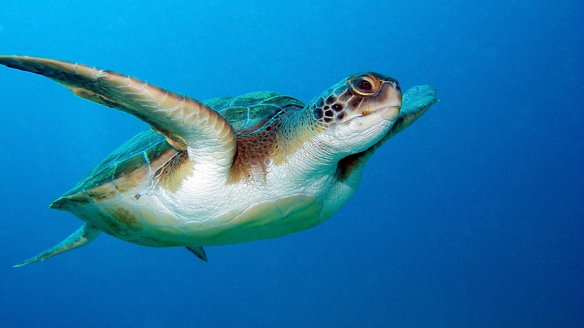 A loggerhead turtle swimming in the bright blue sea