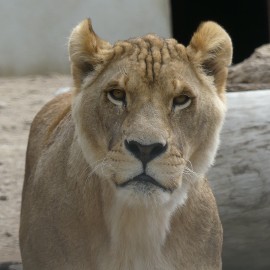 A photo of an adult male lion who has no mane