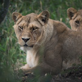 Lioness Maggie at her Shamwari home