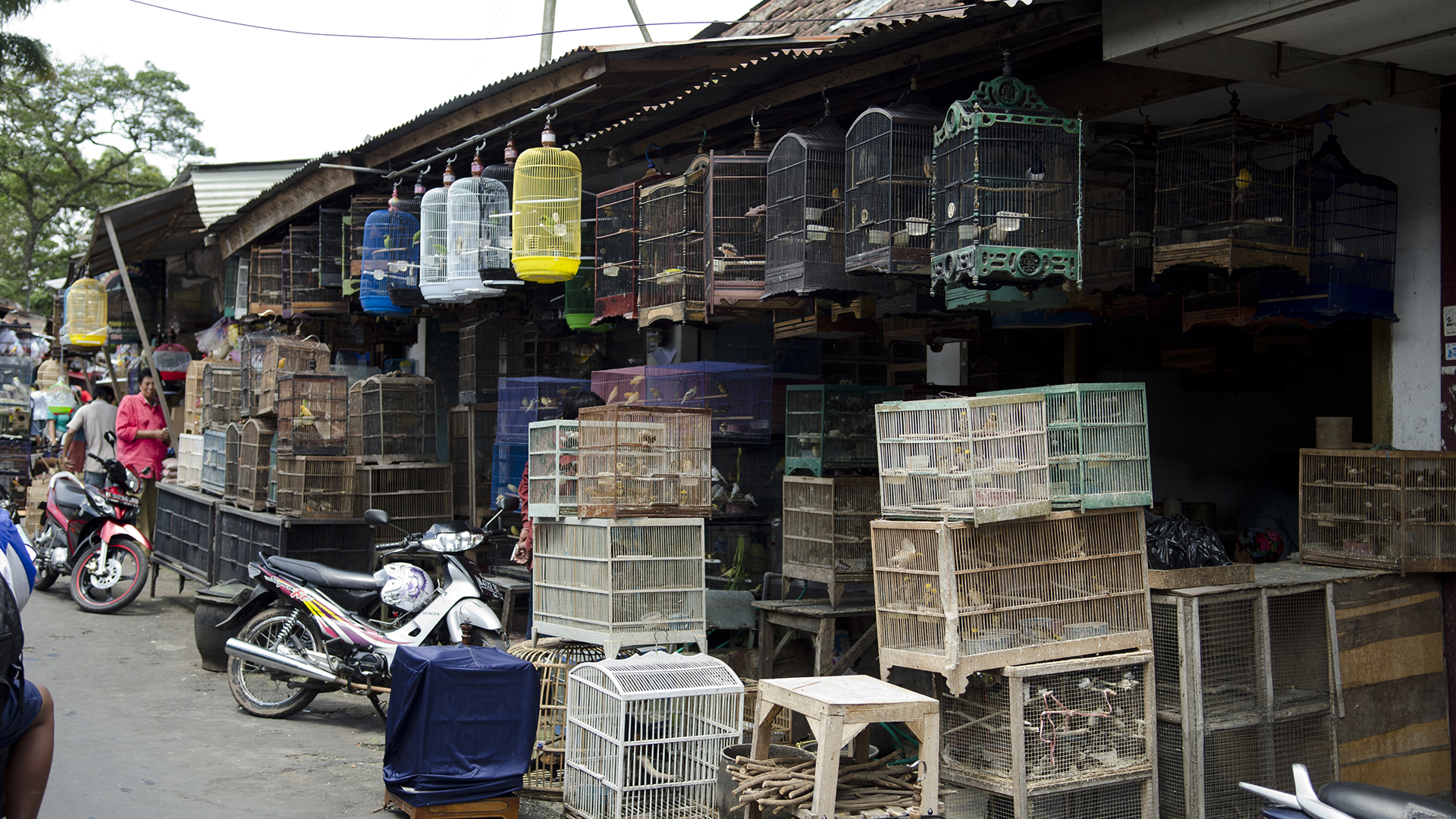 The Malang bird market, lots of cages of birds stacked on top of each other in the street