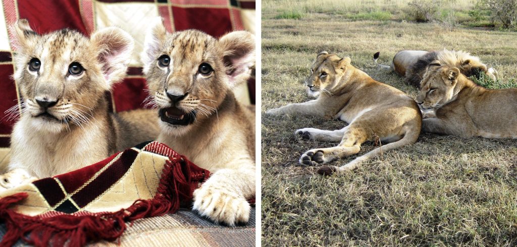 Left: Two lion cubs on a tartan blanket. Right: Two lionesses lying on the grass with a male lion