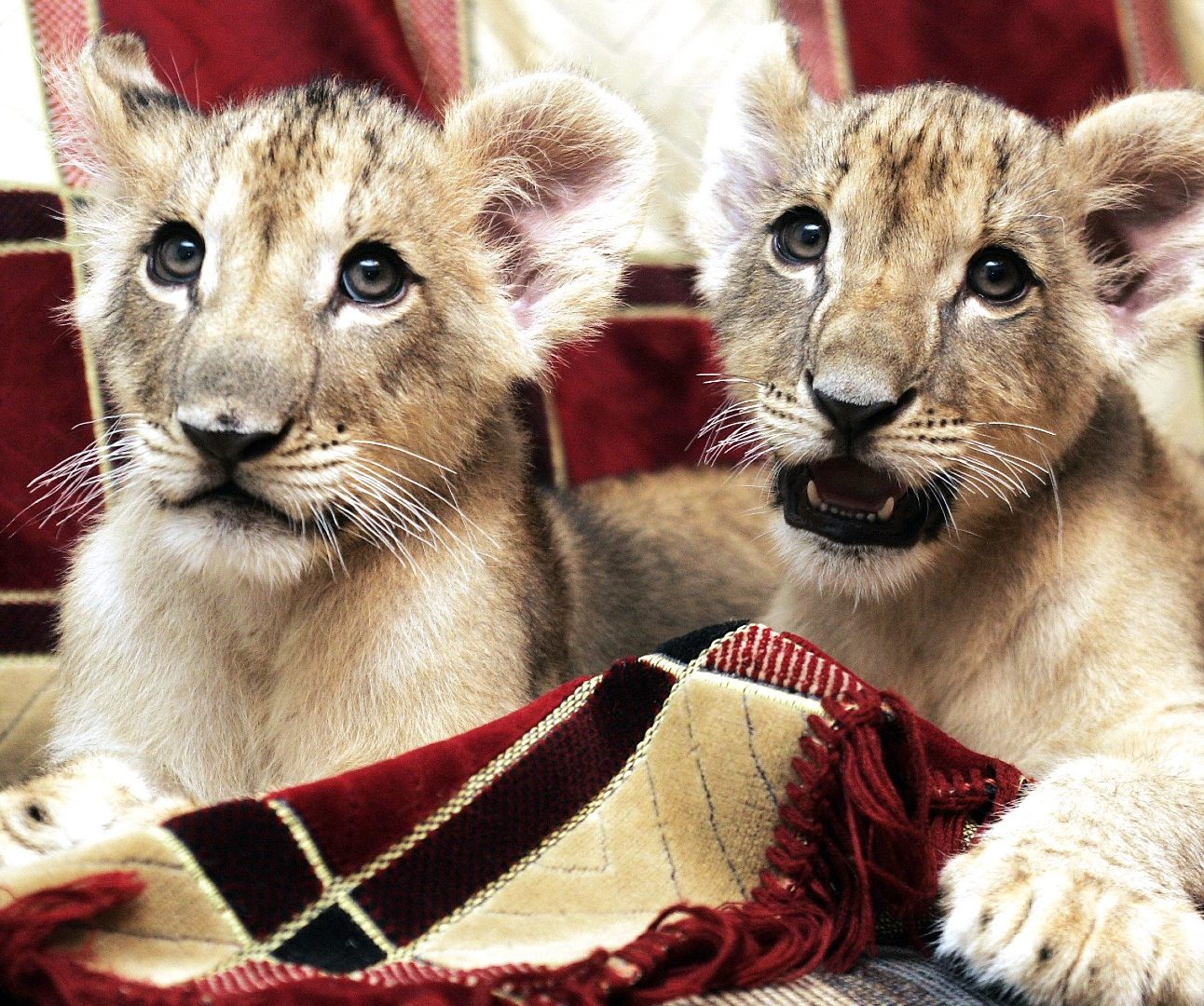Two lion cubs lying on a tartan blanket
