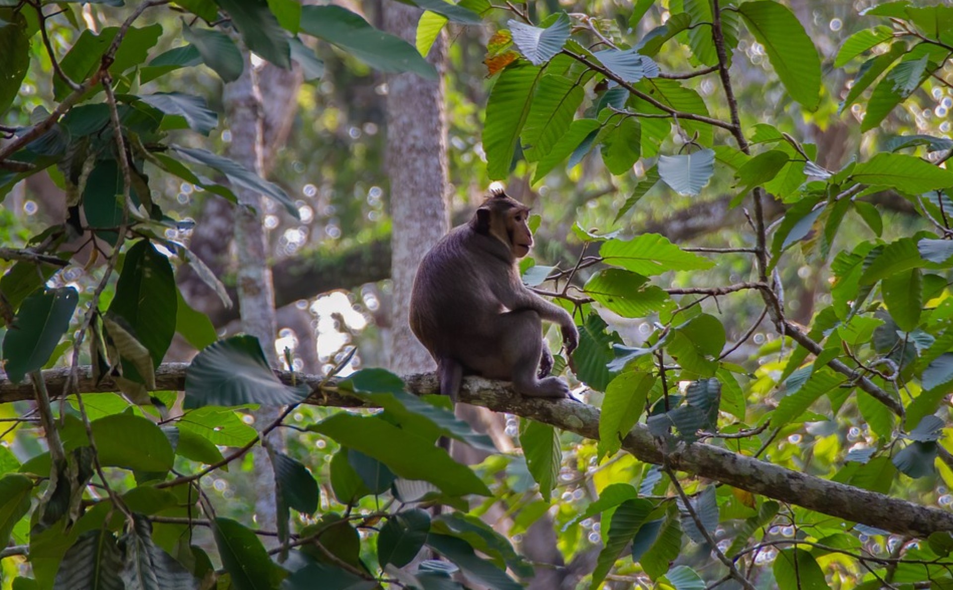 A wild long-tailed macaque sitting high up in the treetops