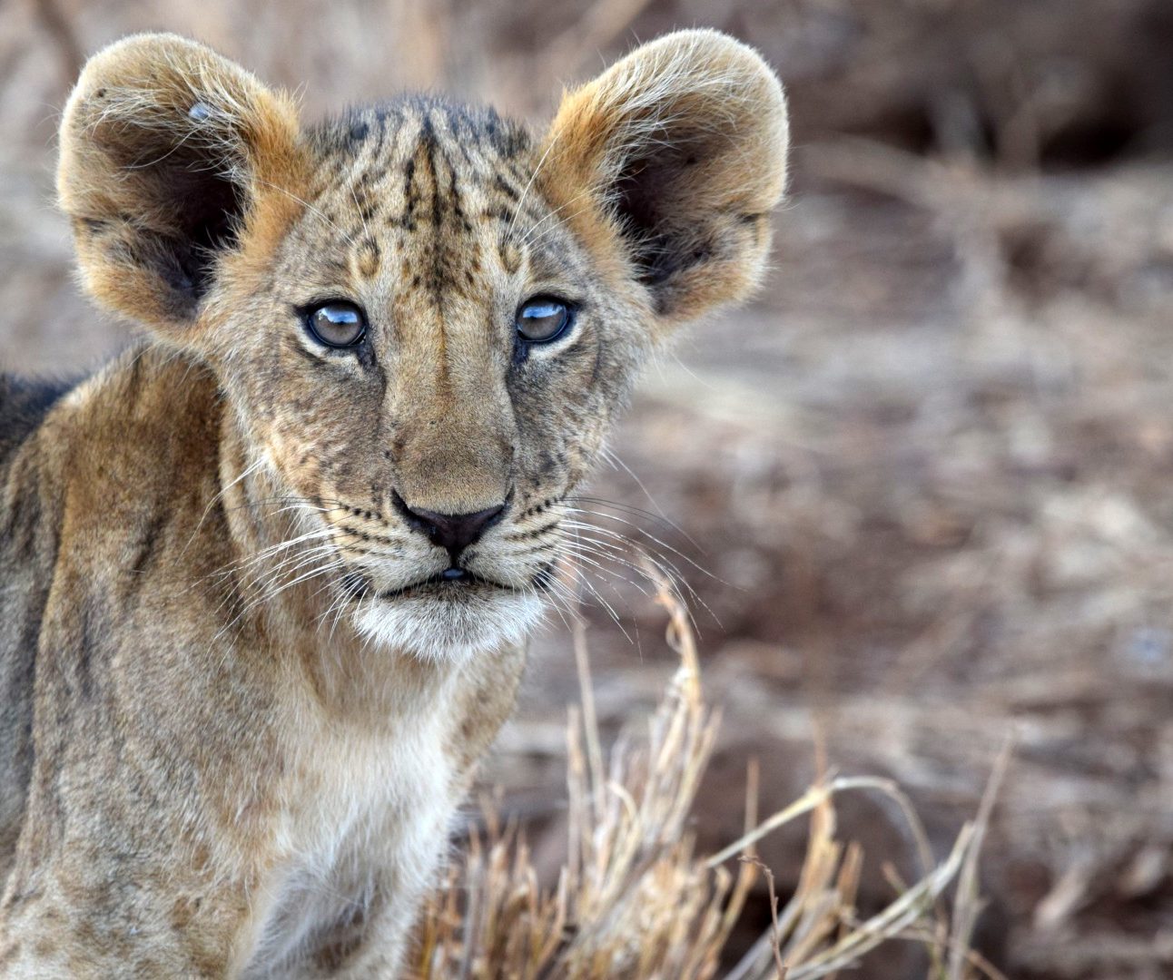 A young wild lion cub staring directly at the camera