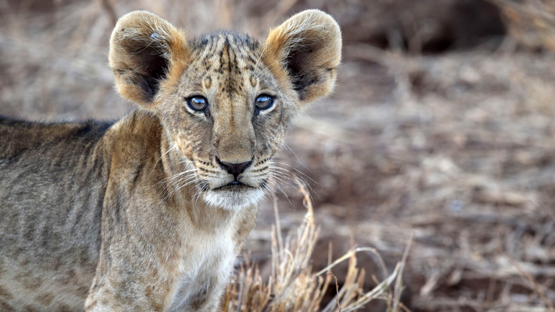 A young wild lion cub staring directly at the camera