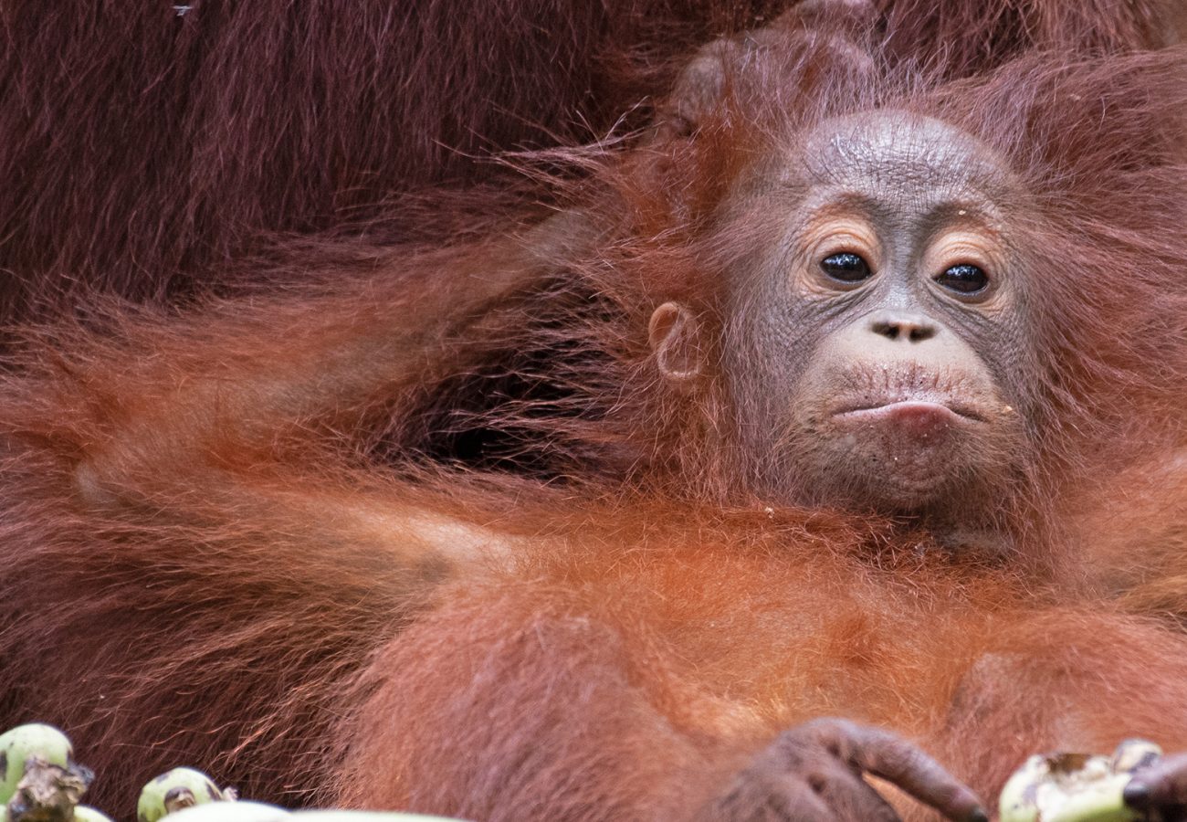 A baby orangutan reclining against its mother