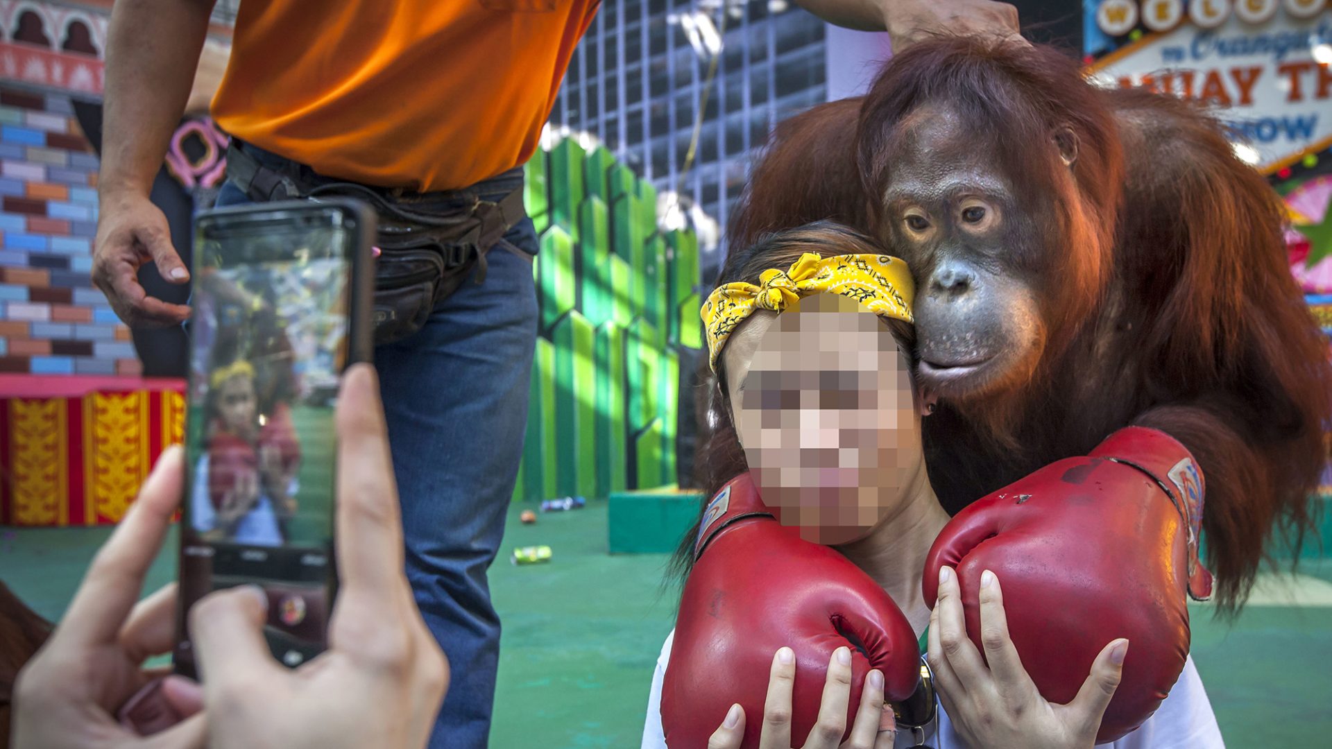 A photo of a tourist with face blurred out. There is an orangutan wearing boxing gloves resting on her shoulder