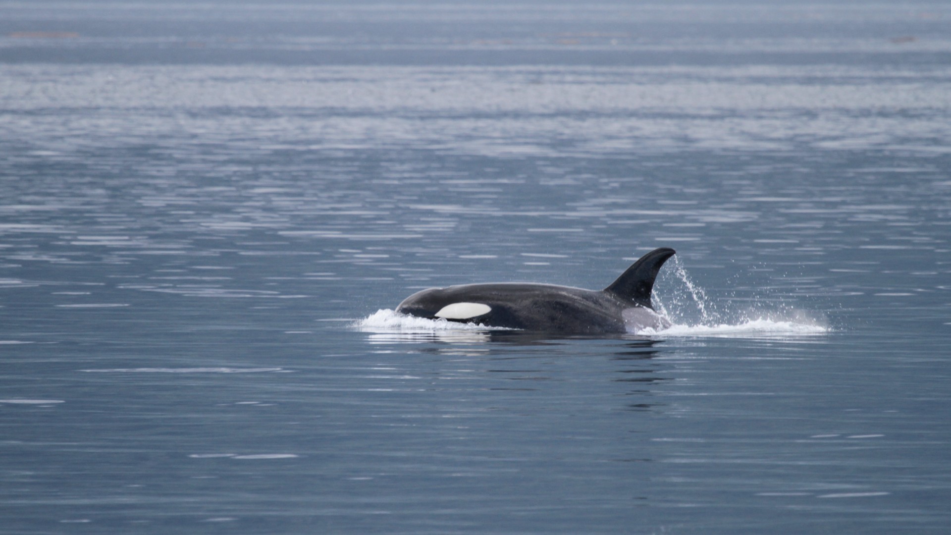 A wild orca swimming in the sea
