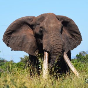 A close-up image of a large wild elephant, with huge tusks