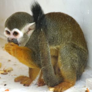 A squirrel monkey sitting crouched on the floor eating