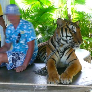 A person sitting next to a chained-up tiger.