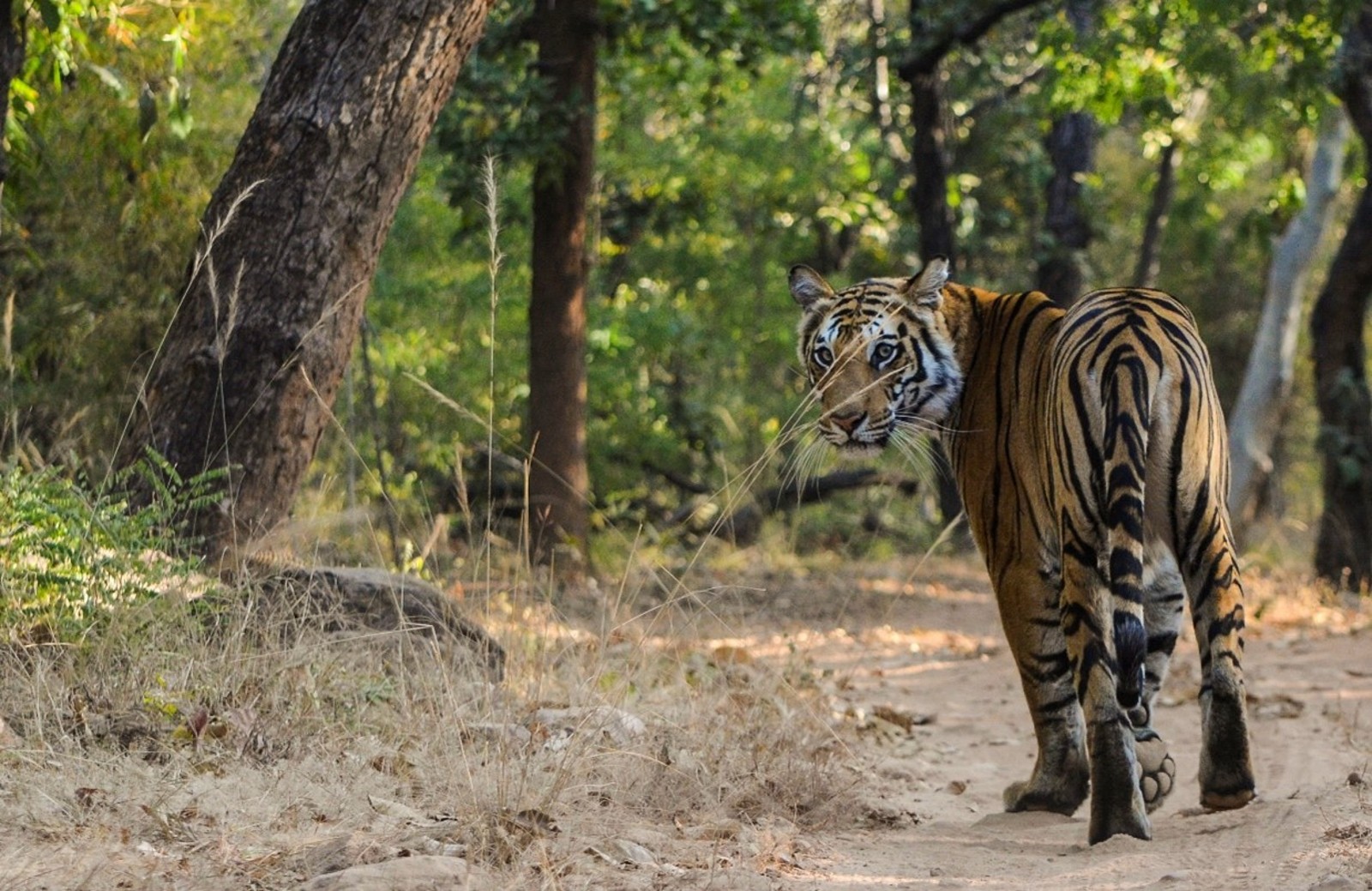 tiger_looking_back_at_the_camera