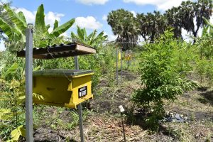 A yellow beehive being used to create a fence to protect crops from elephants