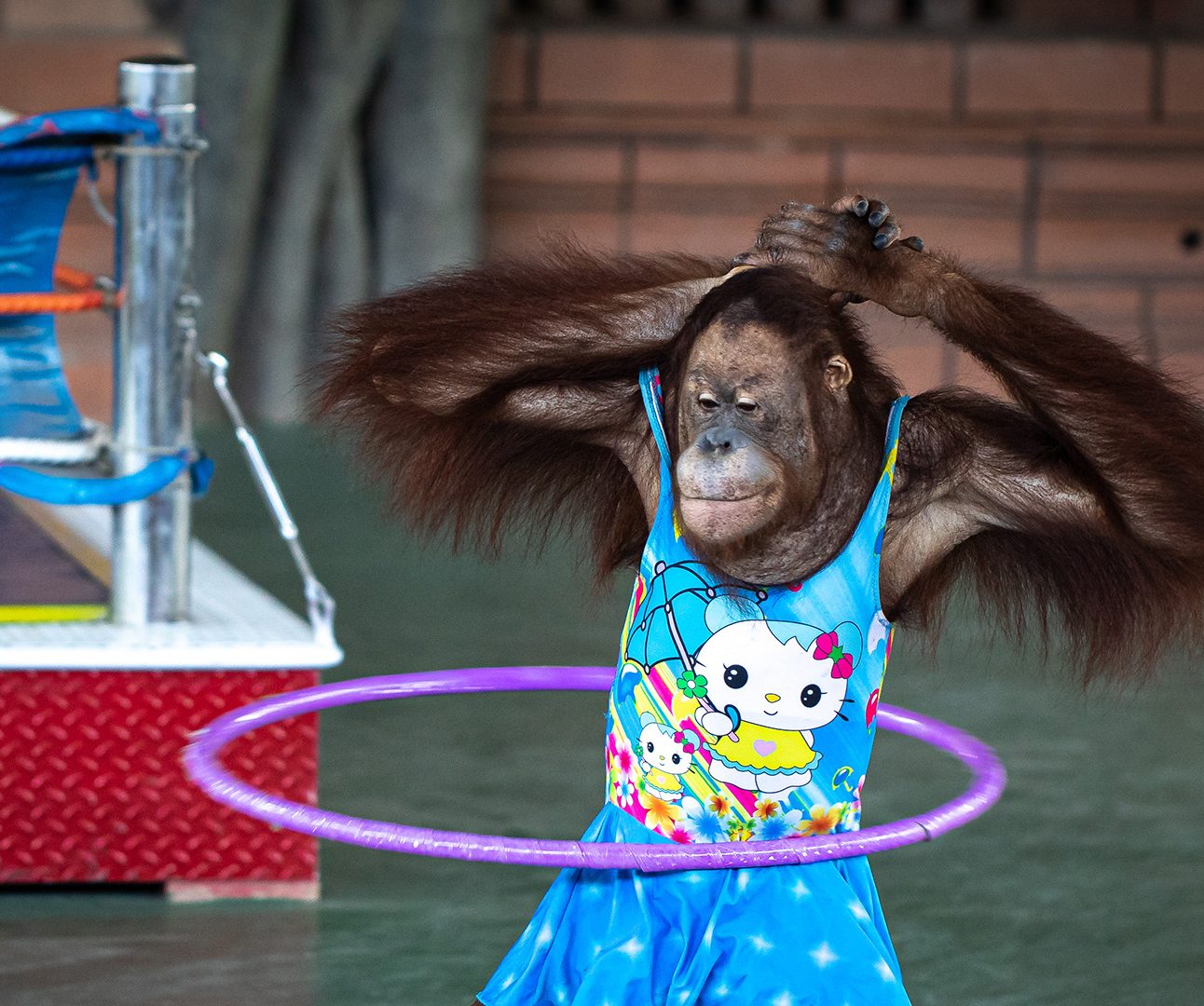 An orangutan in a dress is hulahooping with arms raised
