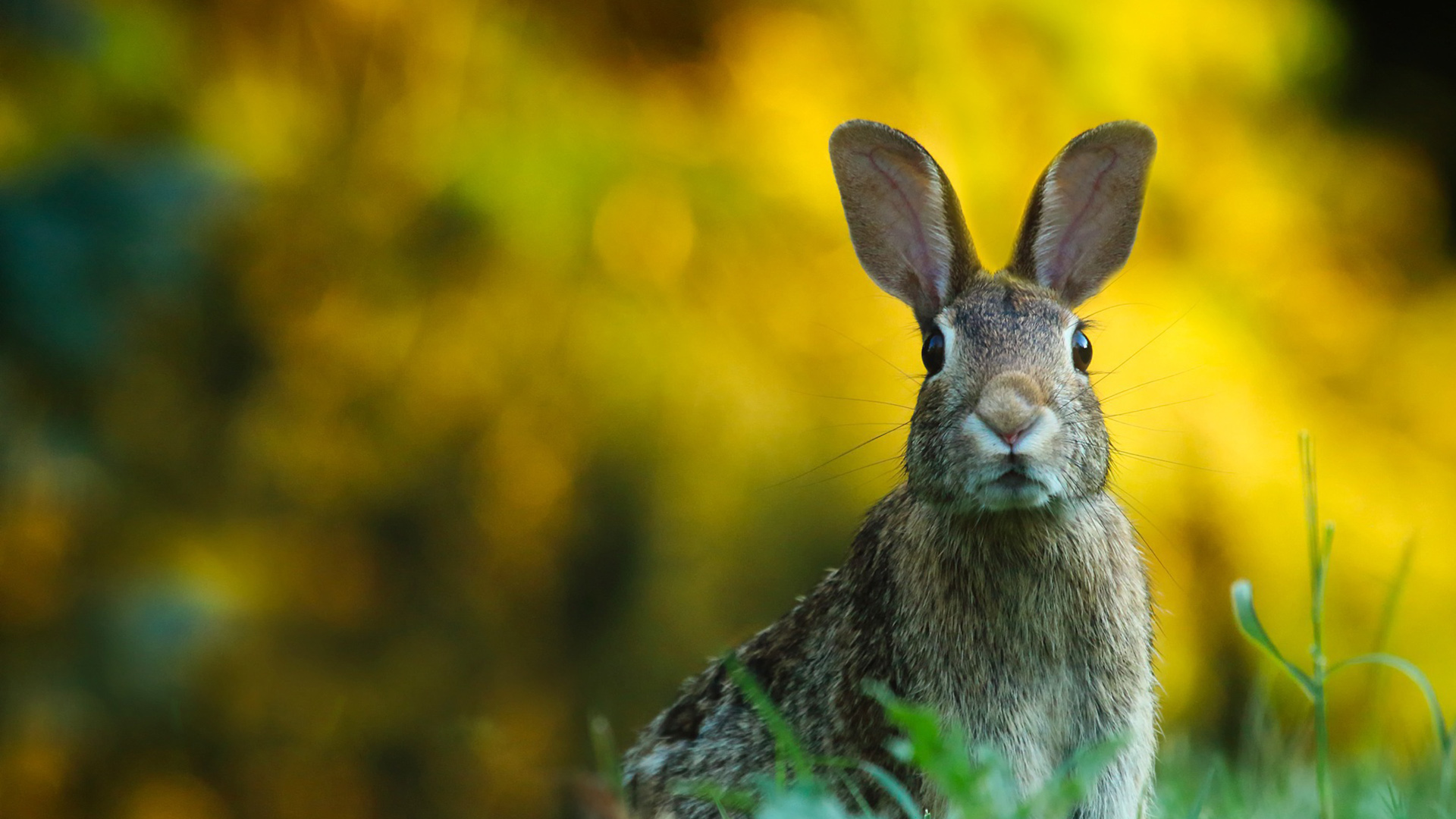 A wild rabbit with upright ears standing in a meadow