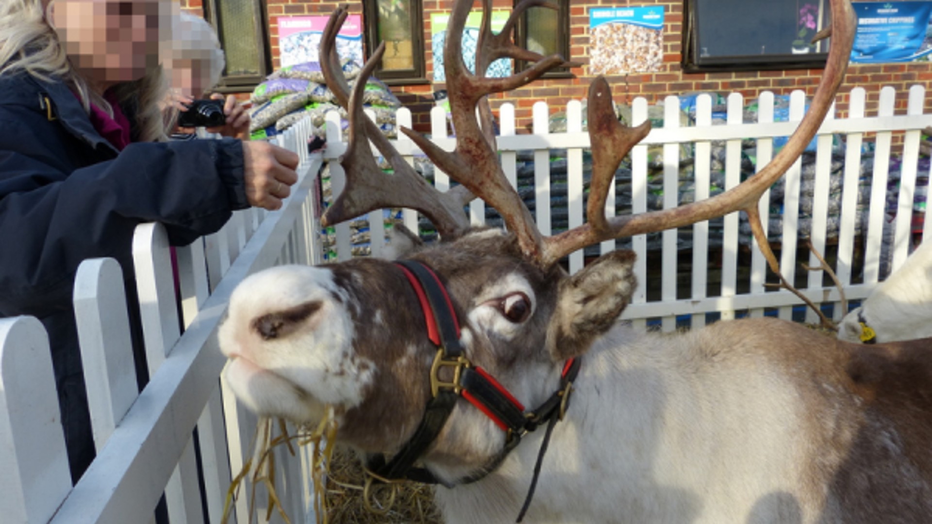 A woman leaning into a pen to take a photo of a reindeer at a festive event.