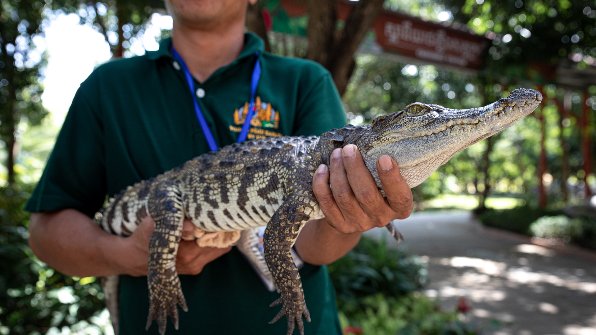 A person holding a young crocodile in a captive setting.