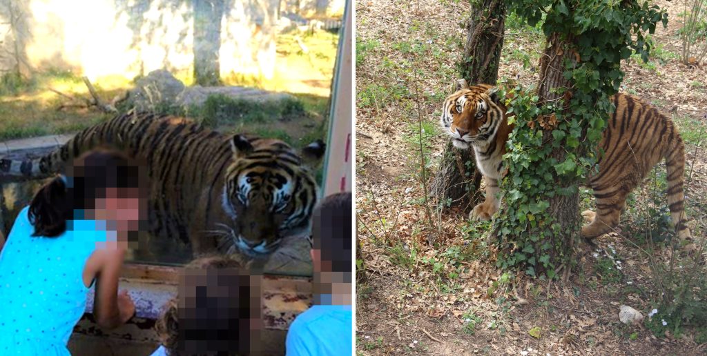 Two images side by side of Sandro the tiger - one in a zoo and one in a sanctuary