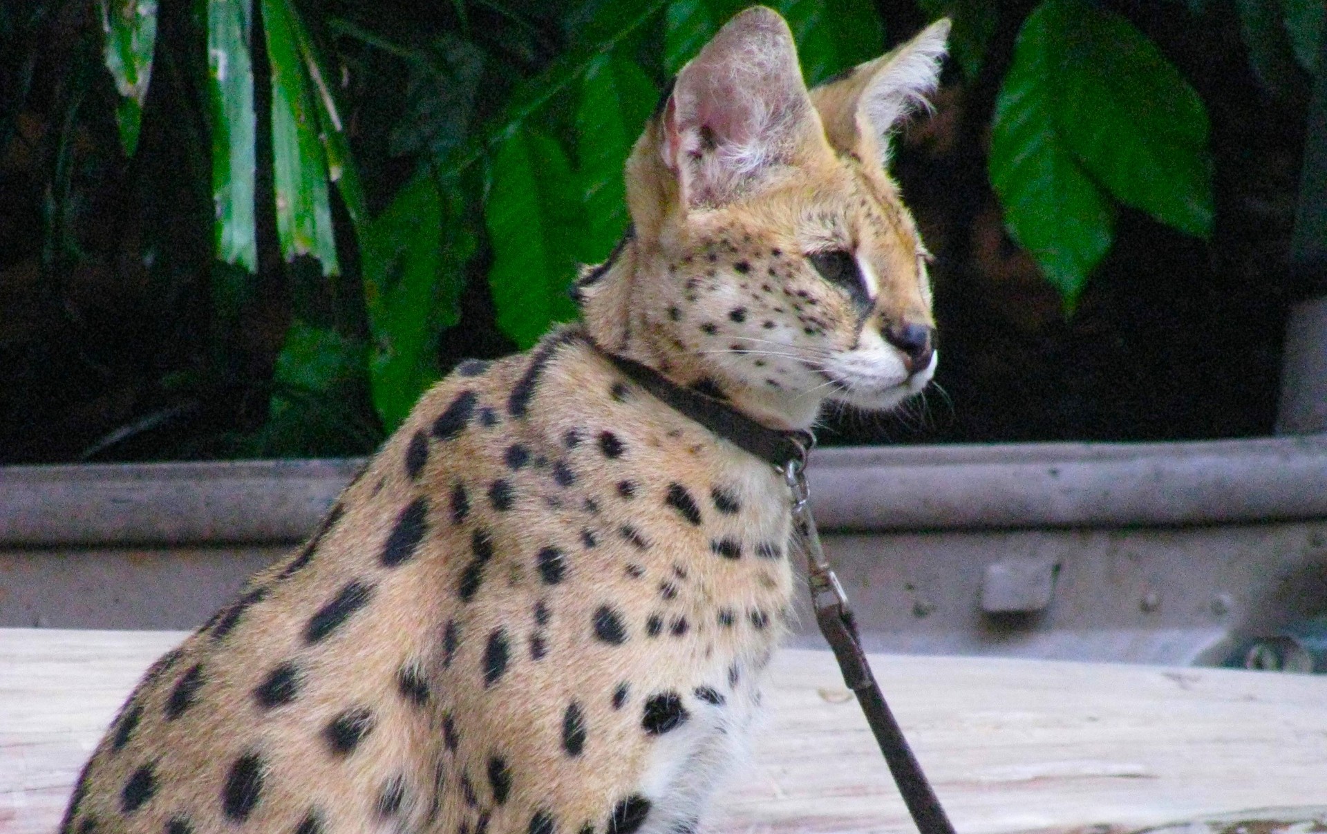A serval cat wearing a collar and lead