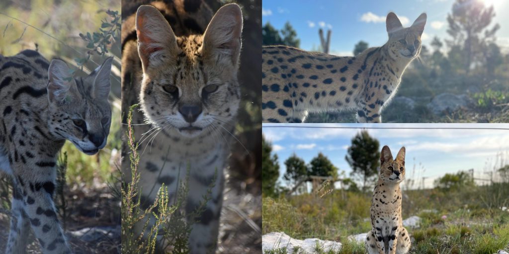 A montage of four serval images