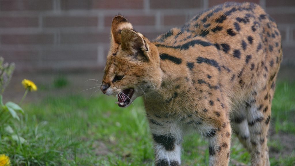 A serval facing to the left with mouth open and eyes closed, with a red brick wall in the background