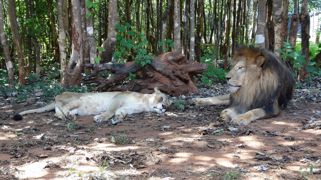 A male lion sat up next to a female lioness lying on the ground