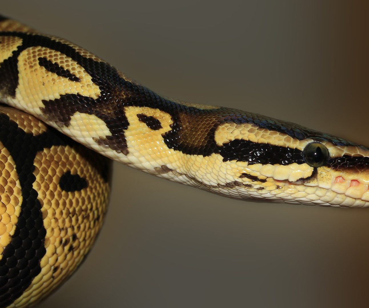 Close of of the head of a snake with yellow and black markings