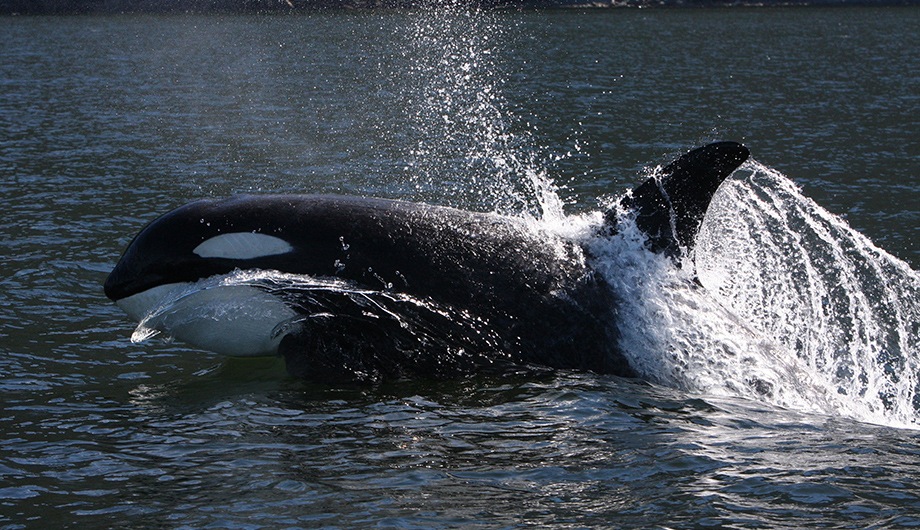 An orca leaping out of the sea