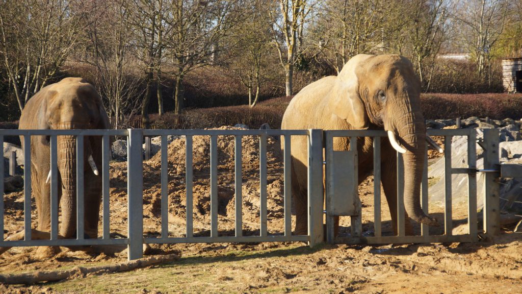 Two elephants stand at a fence, with one draping it's trunk over the fence