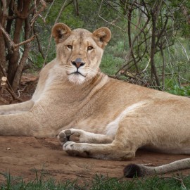 Thea the lioness lying on a log at Shamwari