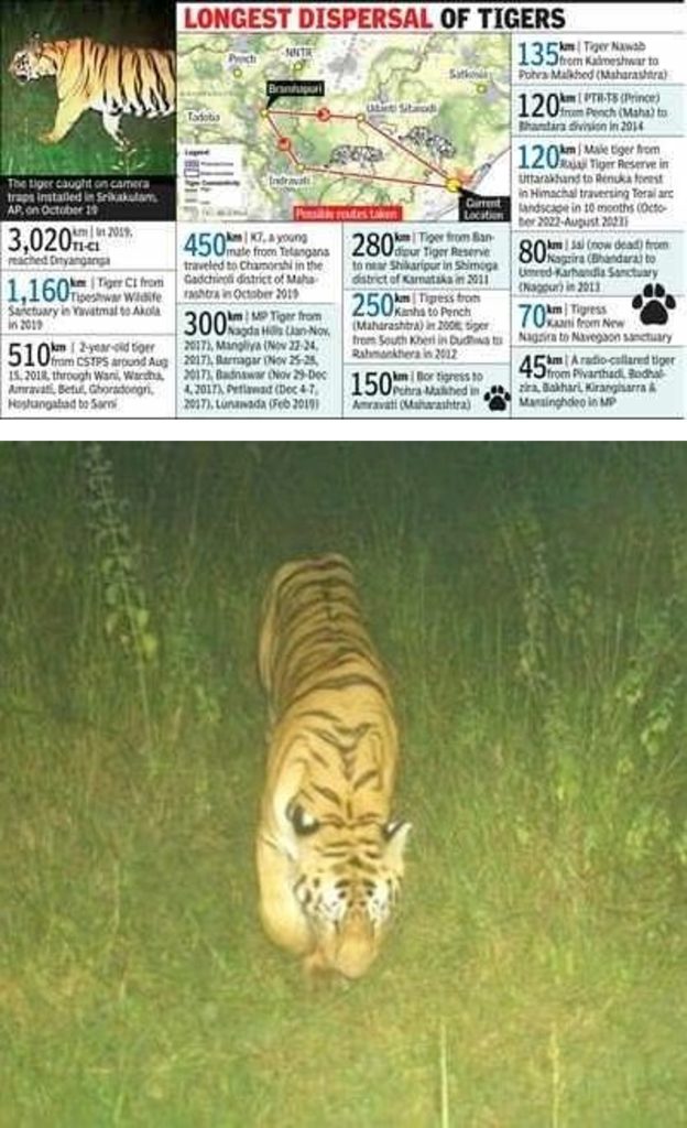An infographic explaining the distances travelled by wild tigers and beneath it an image of the tiger mentioned in this blog, walking through grassland