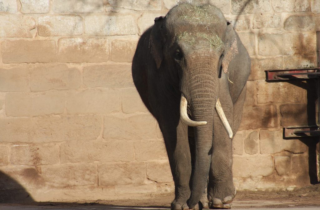 A lone elephant walks towards the camera in a zoo enclosure