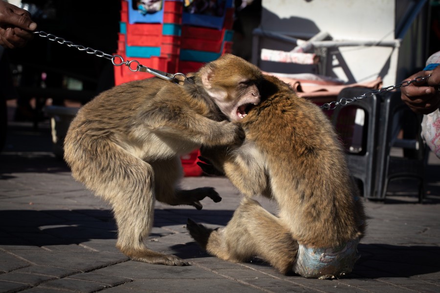 Two chained barbary macaques fighting