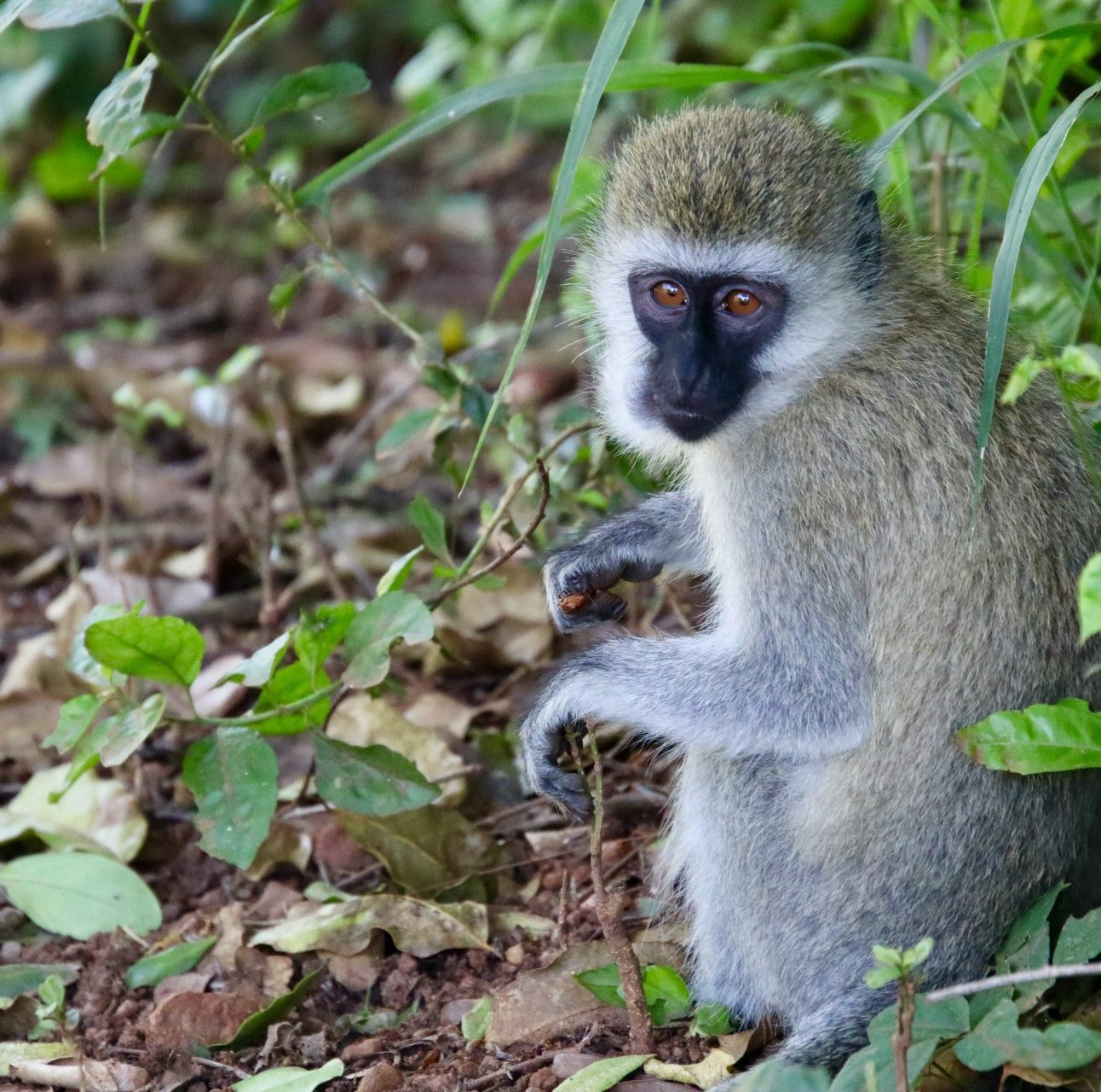 A young vervet monkey sitting on the forest floor