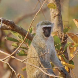 A vervet monkey sitting in a tree facing the camera