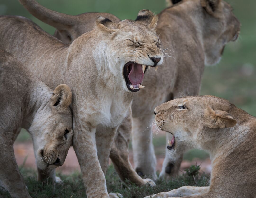A group of roaring lionesses
