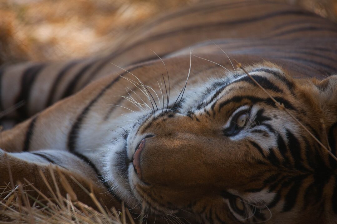 Gopal the tiger lying on his side, close up of his head
