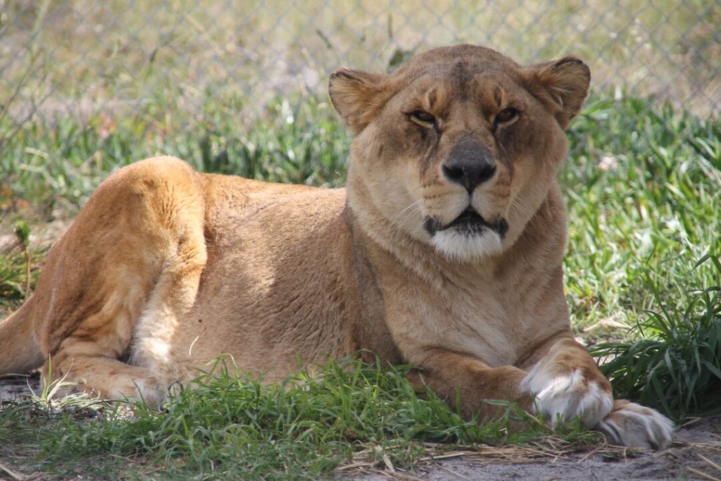 A lioness sits on the ground in the shade, looking directly at the camera