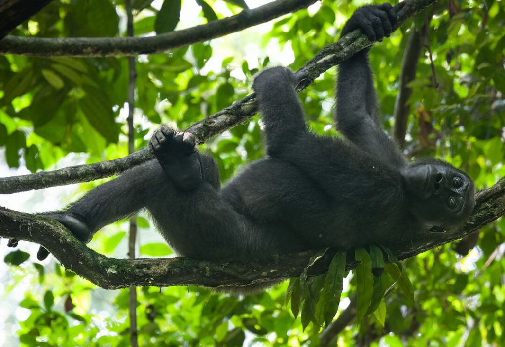 A western lowland gorilla is hanging in a tree