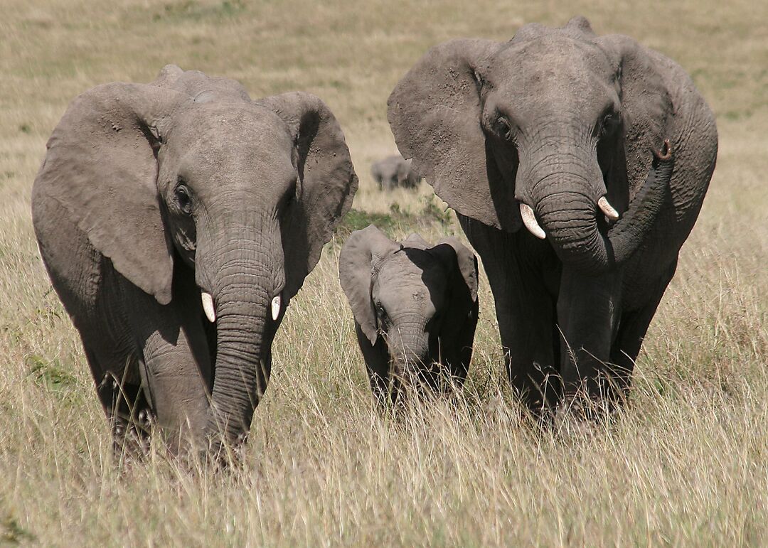 Two adult elephants with a baby elephant between them, walking towards the camera
