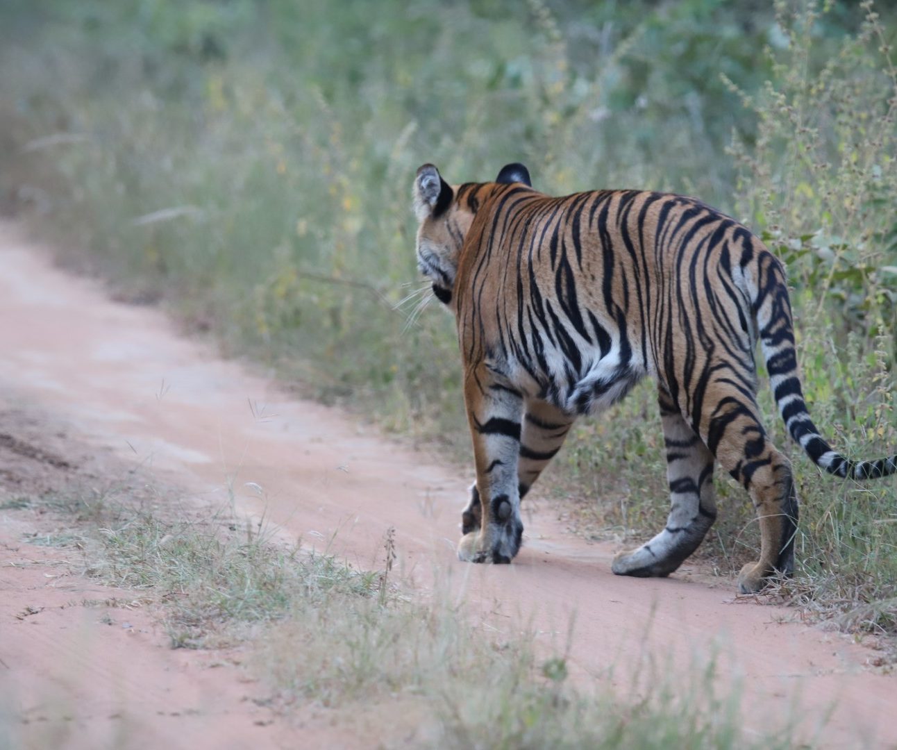 A wild tiger walking along a track
