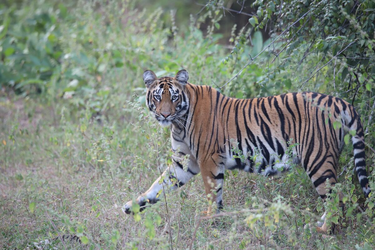 wild_tiger_in_India