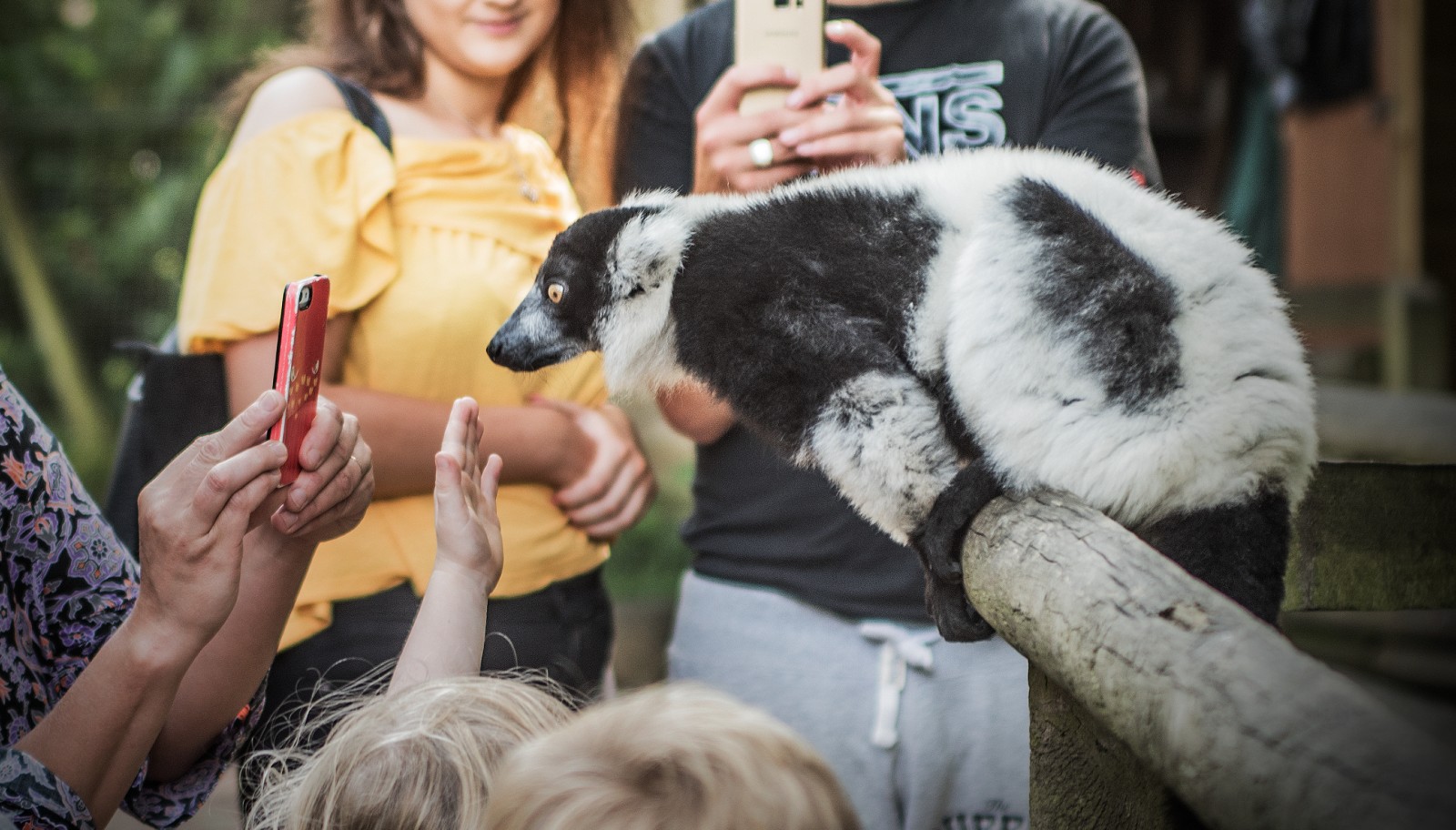 A photo showing a crowd of people at a zoo taking a photo of a lemur on their mobile phones